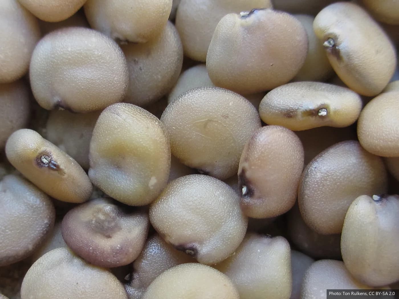 Guar seeds, the raw material for guar gum